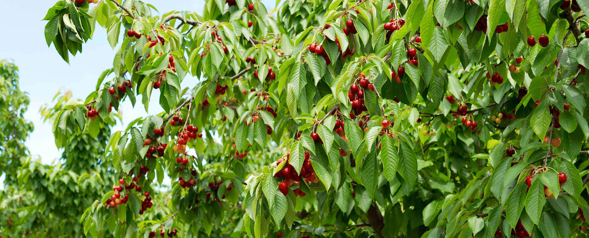 cerezas-reemplazo-1.jpg